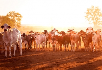 How a Move Away From Beef Could Help the Planet