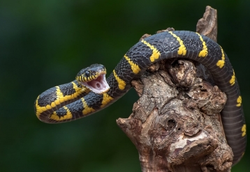 Muž pokousaný hady 200krát může pomoci vytvořit nový antivenom