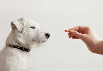 Flea And Tick Pills May Pose Environmental Risks, Study Finds