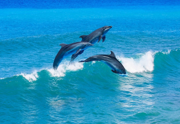 Electronics Pollution Pose Added Threat to Endangered Dolphins, Porpoises