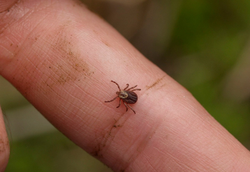 Giới tính, tình trạng mãn kinh gắn liền với mức độ nghiêm trọng của bệnh Lyme sớm