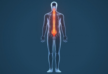 Electrodes Partially Restore Movement, Sensation In Spinal Cord Patients