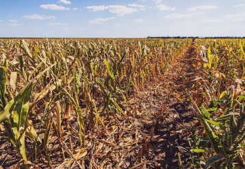 Valurile de căldură/seceta combinate vor afecta miliarde pe an până în 2100, proiectul cercetătorilor