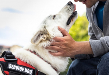Service Dogs Perform Tasks Akin To Human Caregivers, Researchers Say