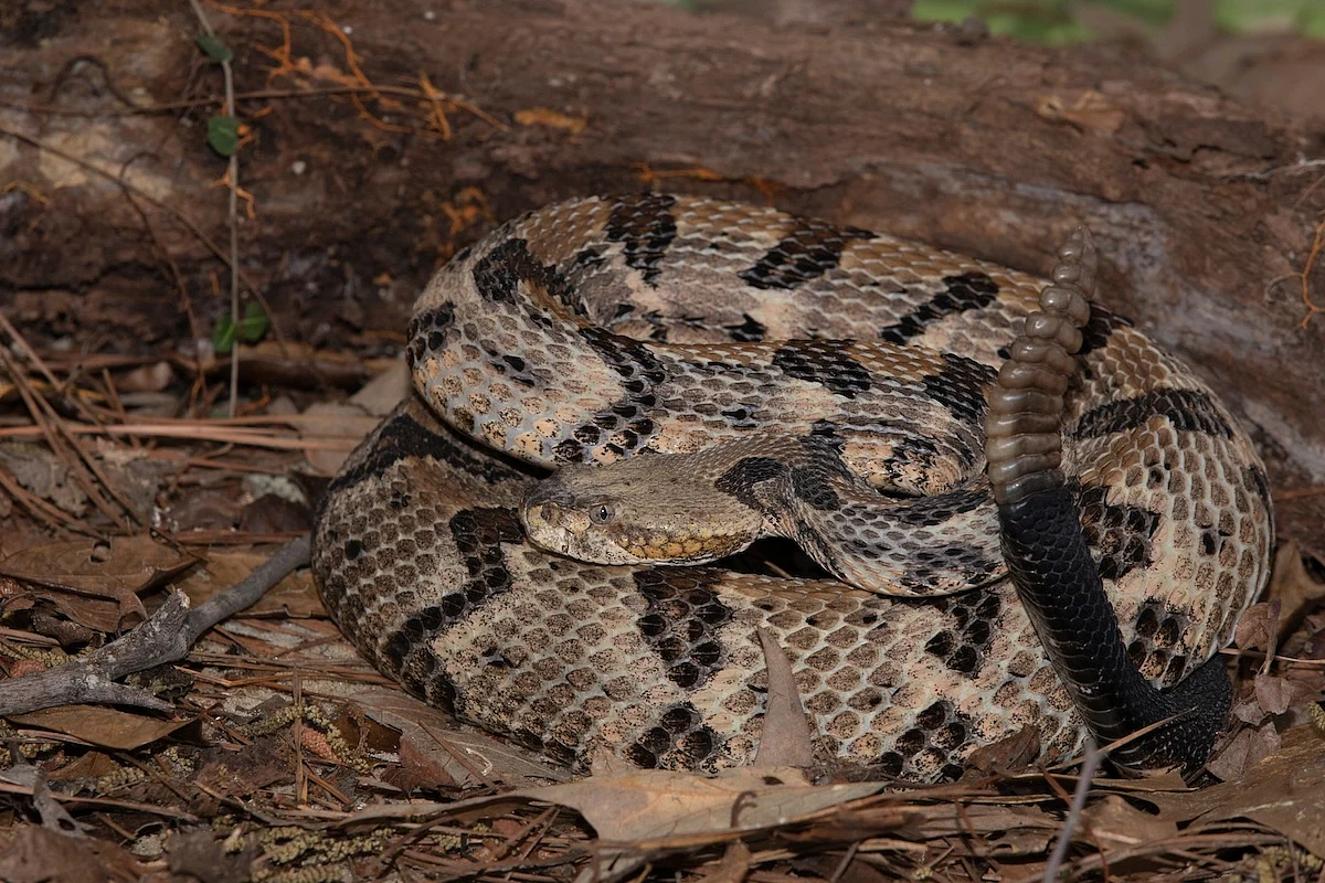 Fatal Snakebite no Tennessee Park destaca os riscos na natureza